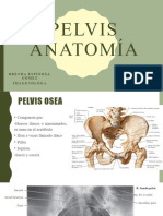 Pelvis Anatomía