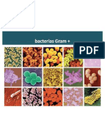 Bacterias Gram Positivas