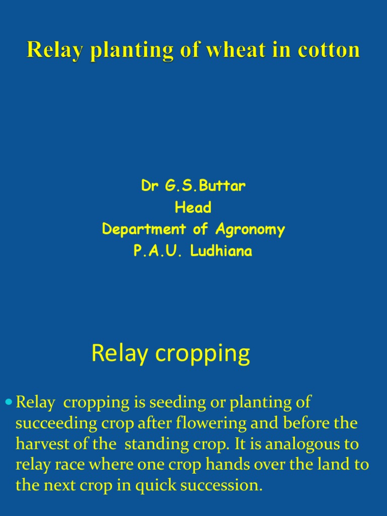 Relay Planting of Wheat in Cotton PDF