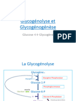 Glycogénolyse Et Glycogénogénèse