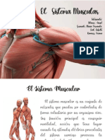 Exposicion Sistema Muscular Definitiva