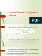 Metabolismo Del Nitrógeno en Plantas