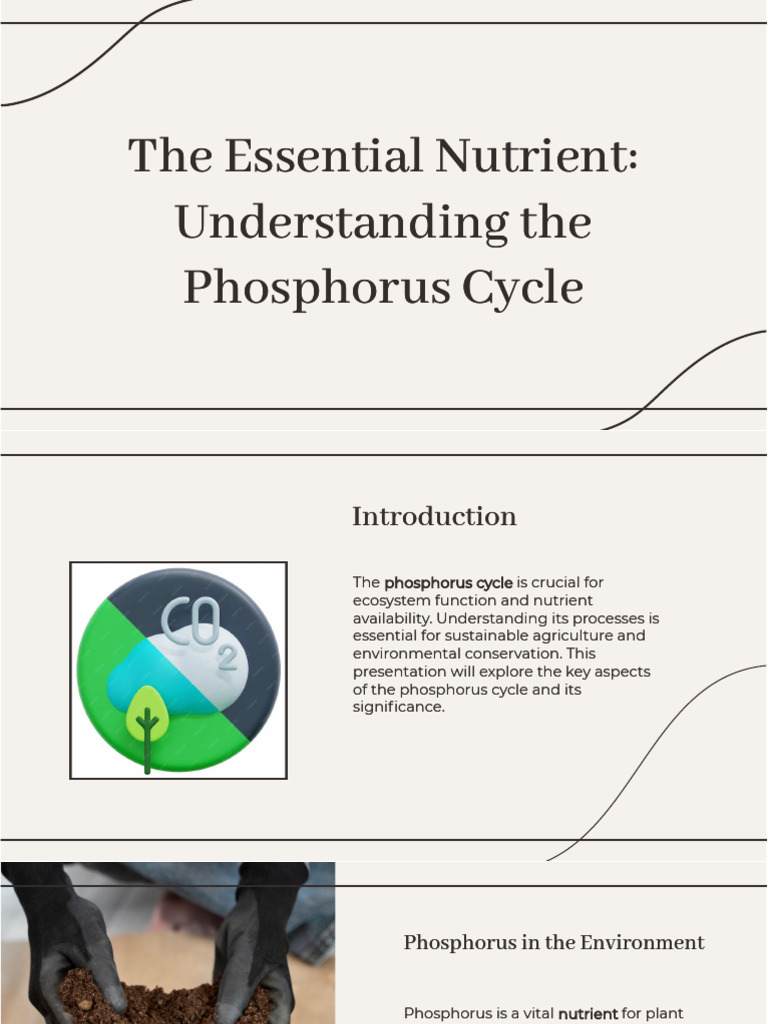Phosphorus Cycle | PDF | Soil | Ecosystem