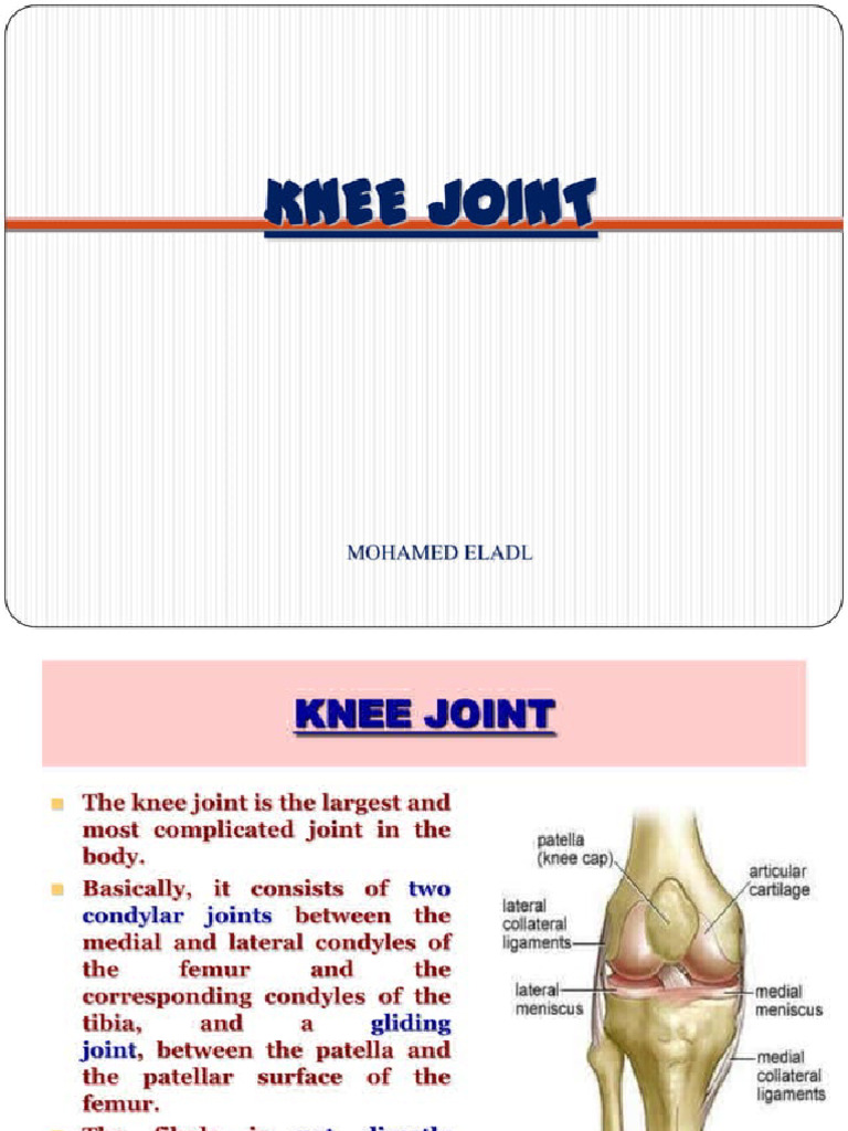 Anatomy of The Knee Joint 32431921 Biology Diagrams