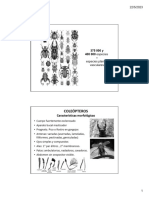 Clase 9 Coleopteros