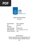 Download 54657619LaporanPraktikumGenetikaPindahSilangbySamuelMamelSN69106590 doc pdf