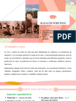 PP - PPT - Manual de Razas de Cerdos