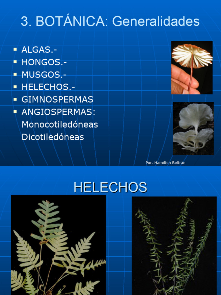 B Botanica | PDF | Morfología Vegetal | Ramas de la botánica