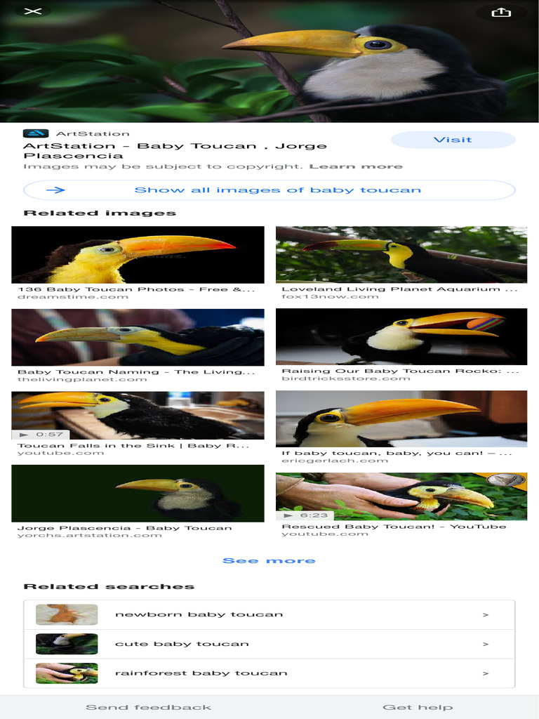 Baby Toucans: Care and Facts | PDF, image size:768x1024