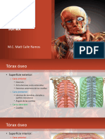 Anatomía Del Tórax
