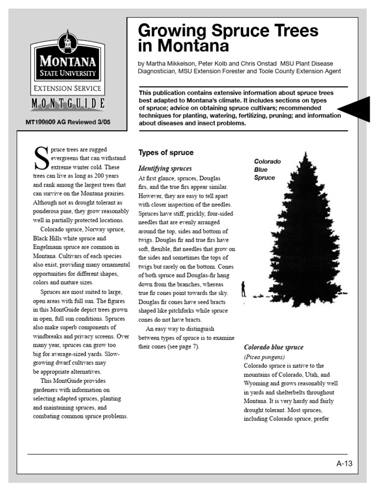 ygspruce PDF Spruce Trees