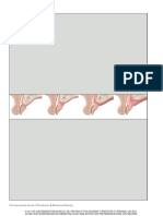 The Lip Tooth Ridge Classification