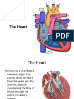 Transport in Humans 2 Heart and Cardiac Cycle