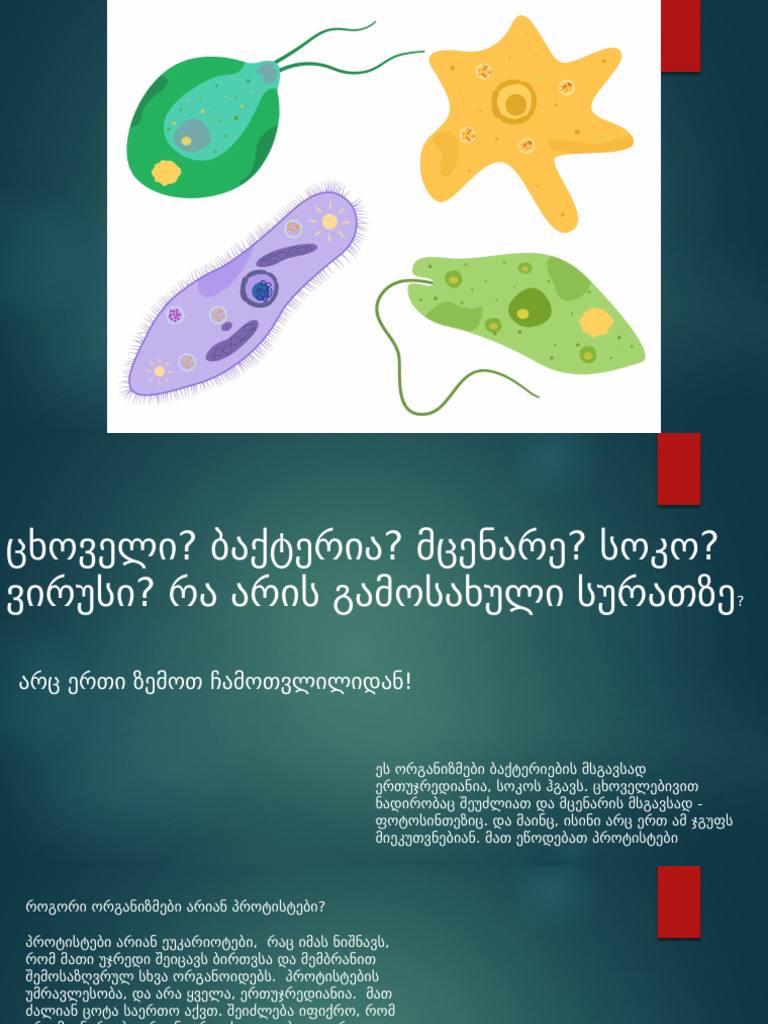 პროტისტები | PDF
