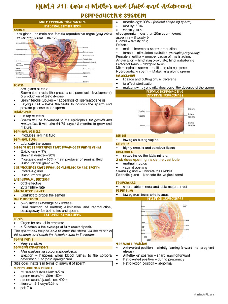 217 Lec - Reproductive System | PDF | Uterus | Reproductive System