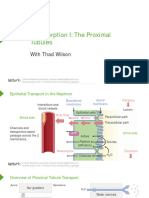 Slides 03 Reabsorption1 UrinarySystem