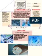 Organizador Visual (Bioquímica II)