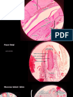 Histologia