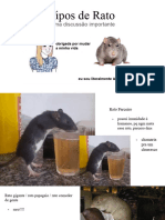 Tipos de Rato