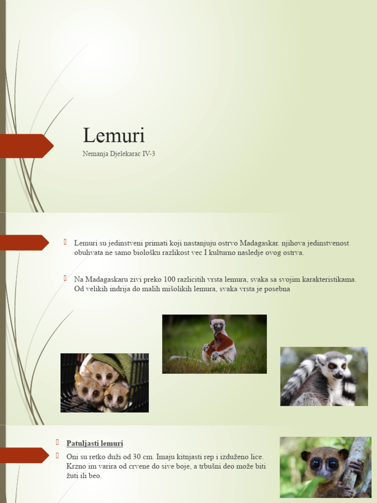 lemuri preznetacija | PDF