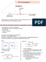 Gluconeogensis