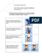 Regiones Anatomicas