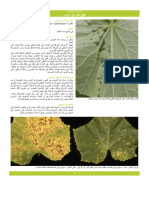 Seminis - Cucurbit - Disease-Guide - Arabic (AR)