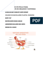 Disección de Un Pollo para Localizacion de Organos y Sistemas