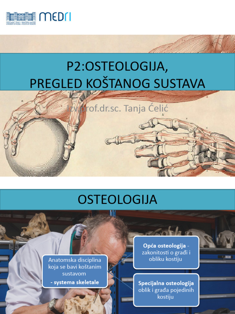 P2 Osteologija | PDF