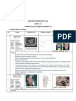 Morfologi Dan Taksonomi Hewan