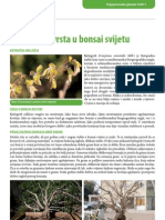 BONSAI: Carpinus Orientalis / Bjelograb