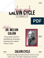 Calvin Cycle