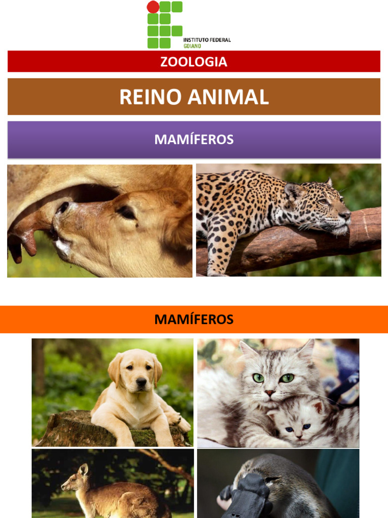Classe Dos Mamíferos-1 | PDF | Mamíferos | Anatomia