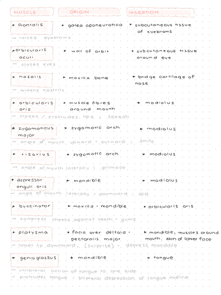 Ch 10 Muscles Origin Insertion Pdf