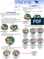 Estática Fetal - Resumo Vet