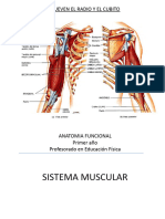 Clase 11. Sistema Muscular Parte Final