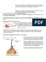 El Sistema Nervioso Expo