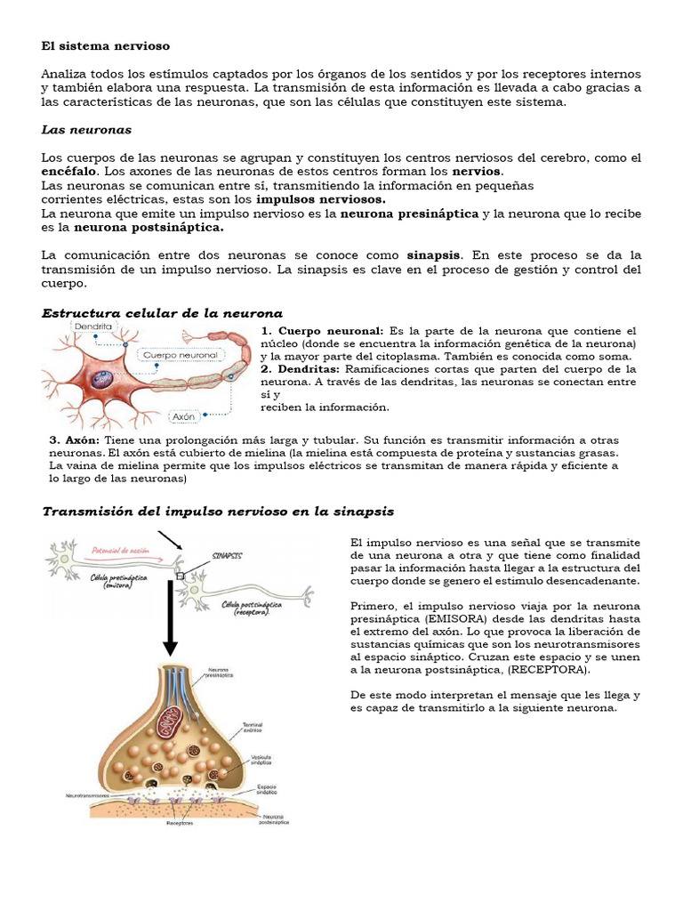 El Sistema Nervioso Expo | PDF | Neurona | Sinapsis