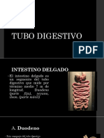 Intestino Delgado 1era Parte