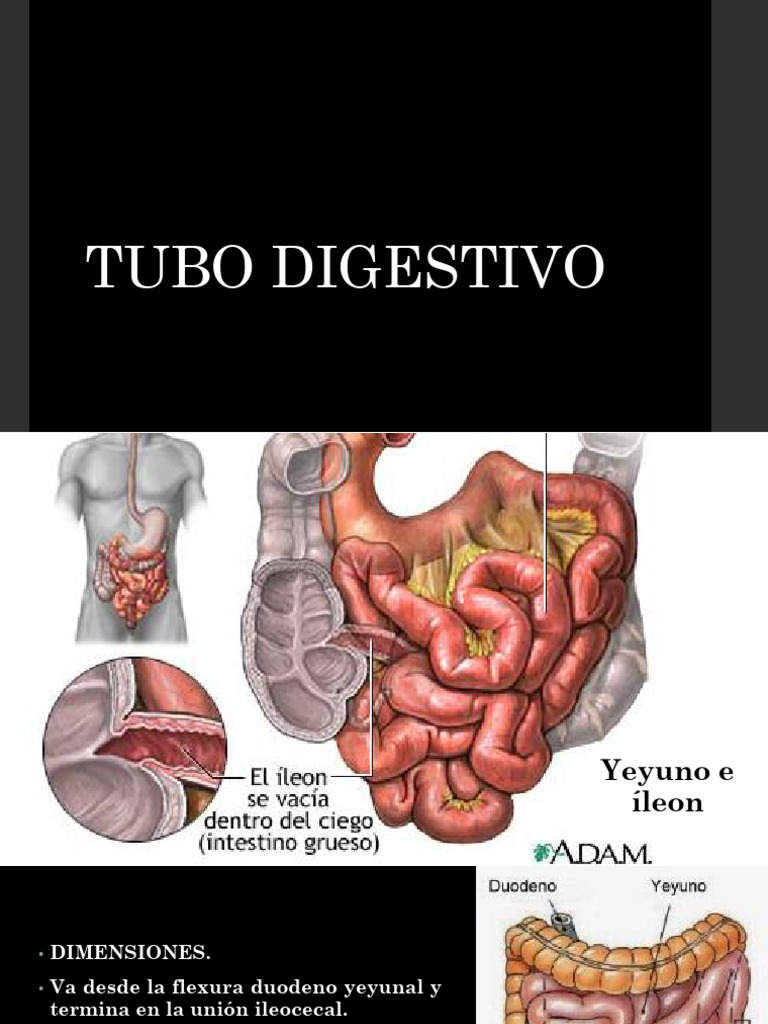 Yeyuno e Ileon | PDF
