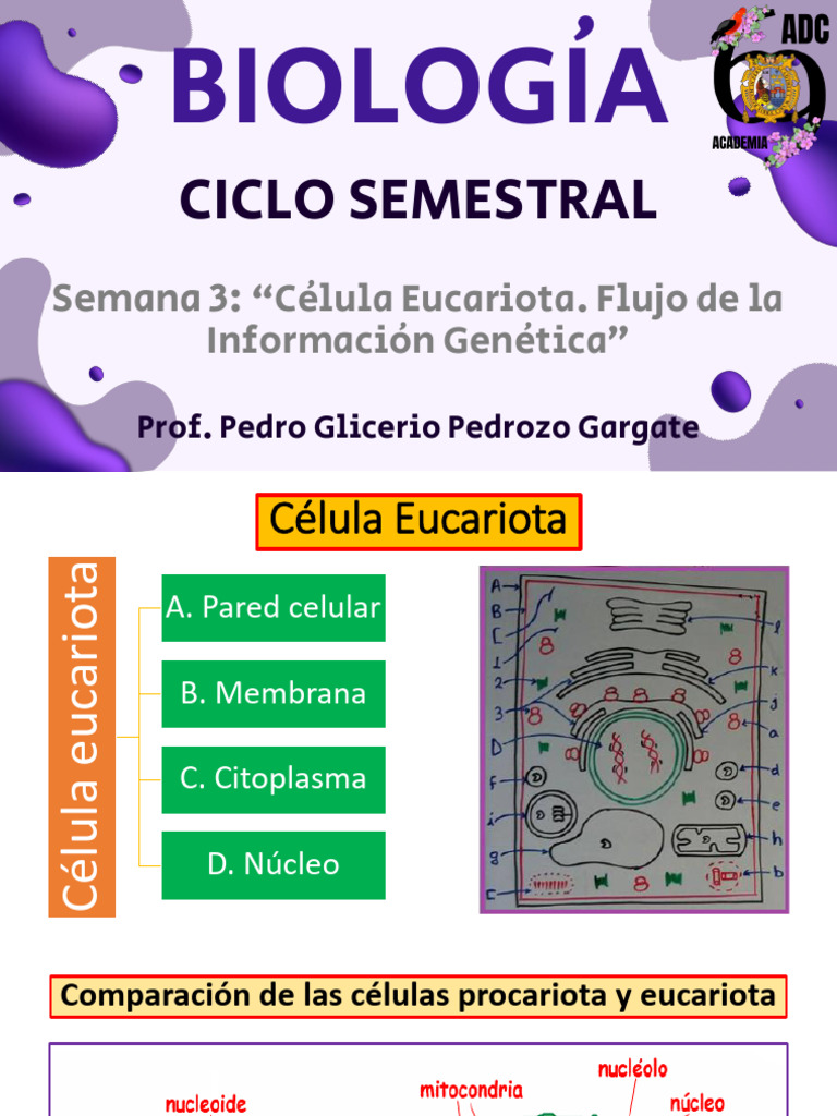 Estructura y Función de la Célula Eucariota | PDF | Biología Celular ...