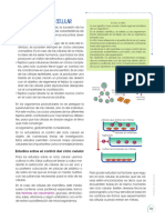 Estudios Sobre El Control Del Ciclo Celular