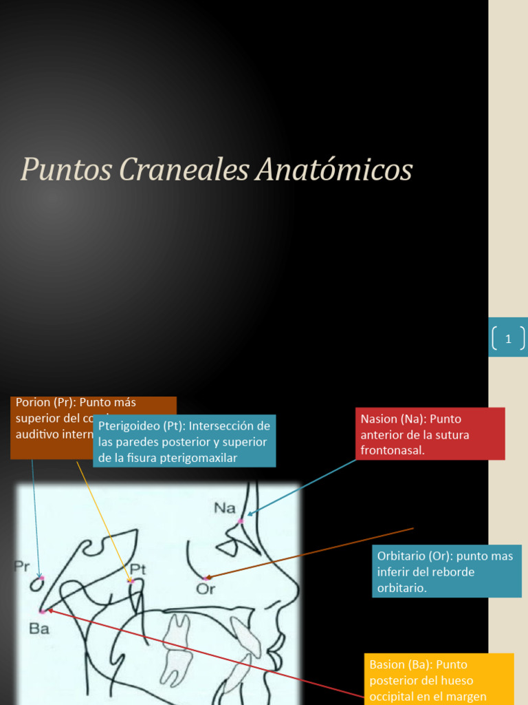Puntos Craneales y Planos Cefalométricos | PDF | Cráneo | Boca