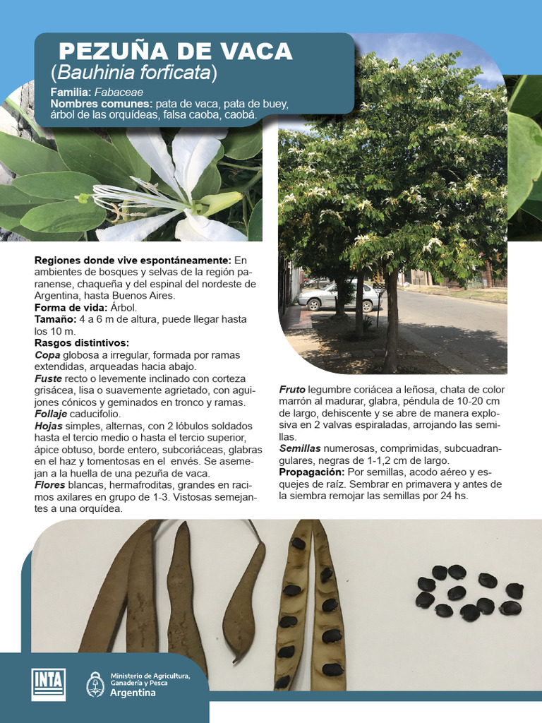 INTA CRBsAsNorte EEASanPedro Gutierrez R-et-Al Ficha Nativa Pezuña-De ...