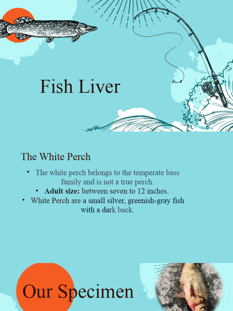 Fish Liver PDF Liver Hepatocyte