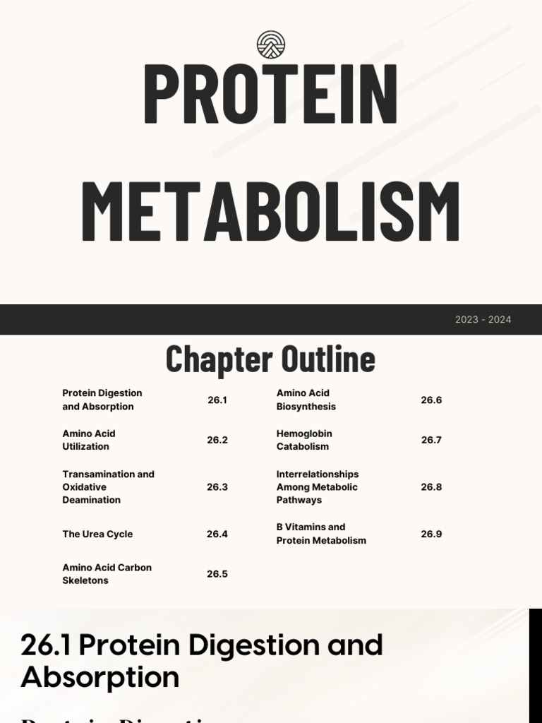 Protein Metabolism PDF Digestion Amino Acid