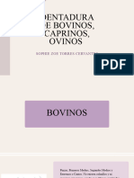 Dentadura Equino, Bovino y Caprino