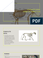 Esqueleto Axial Animales Domesticos