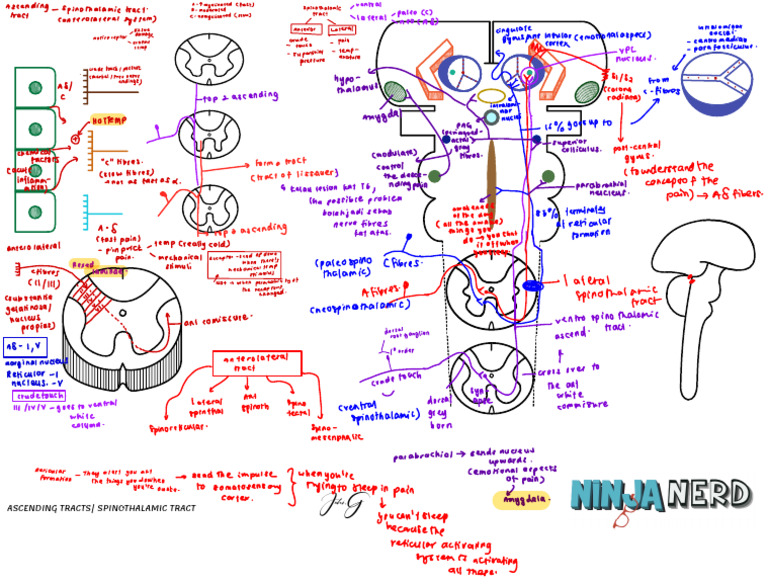 Spinothalamic Tract Overview | PDF | Neuroanatomy | Nervous System