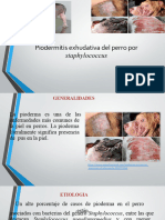 Pioderma Por Staphiloc